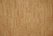 CORK OAK.jpg