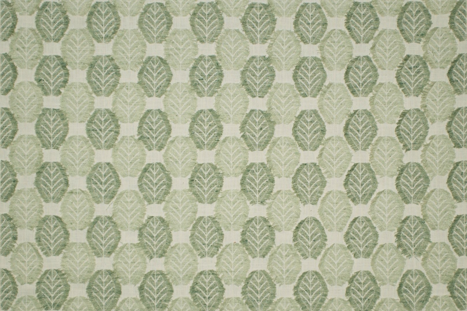 FRINGED LEAF CELADON.jpg