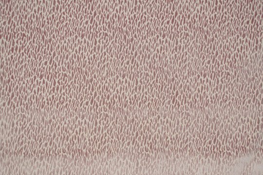 MONTE CARLO ROSE.jpg