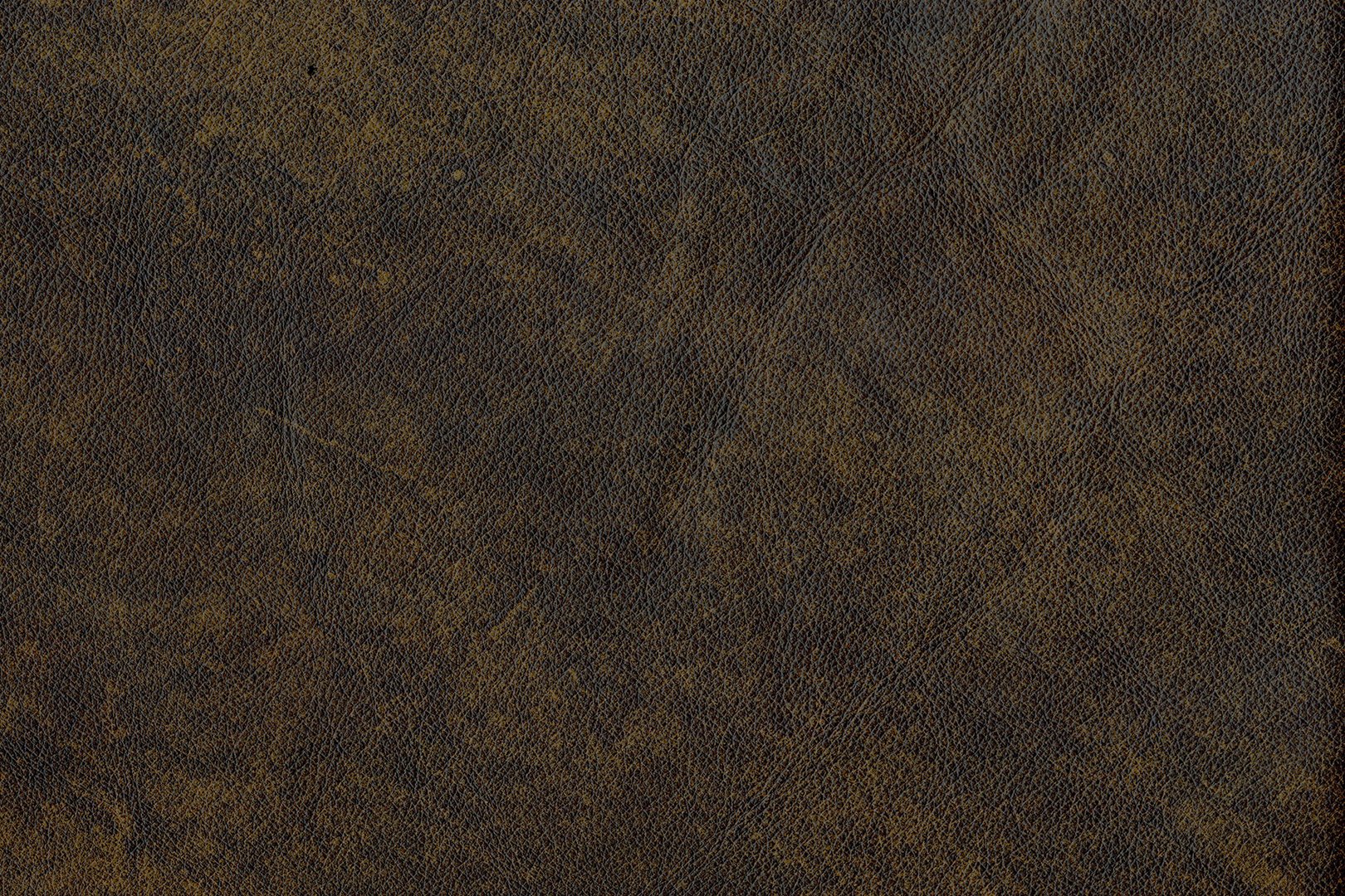 WYLIE TREE CLIMB.jpg